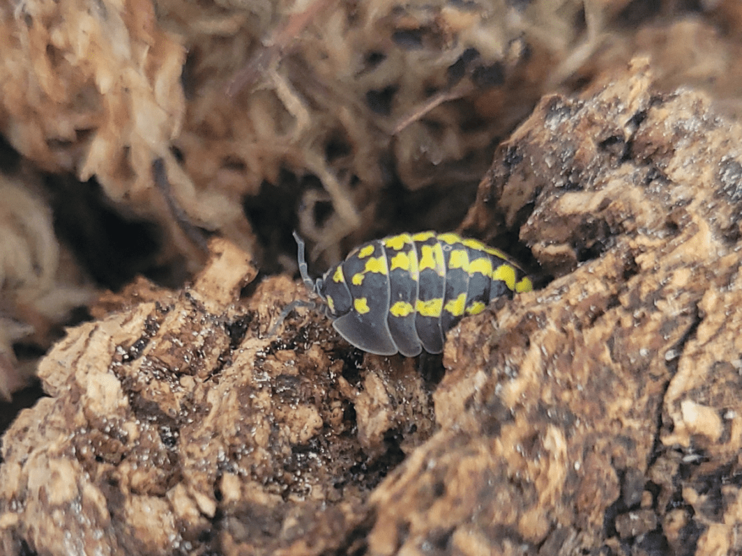 Armadillidium gestroi