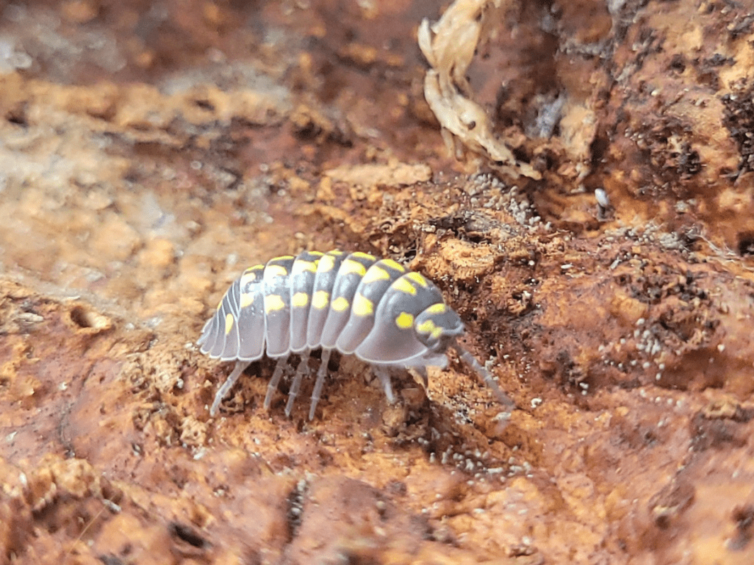 Armadillidium gestroi