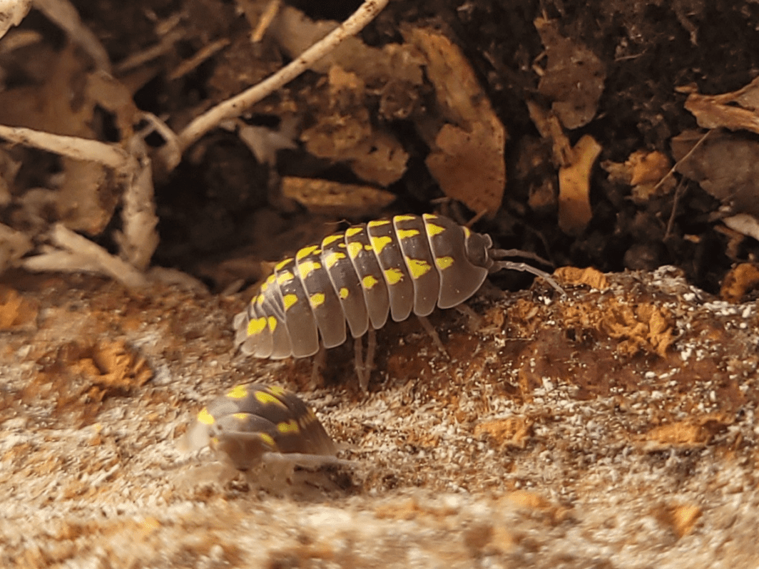 Armadillidium gestroi