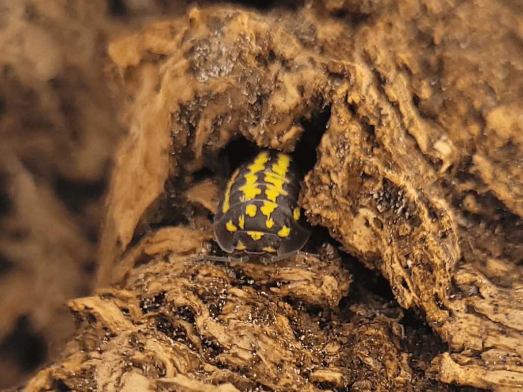 Armadillidium gestroi