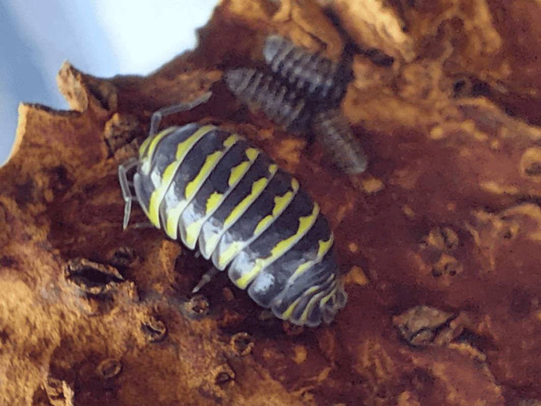 Armadillidium maculatum Zebra 'Yellow'