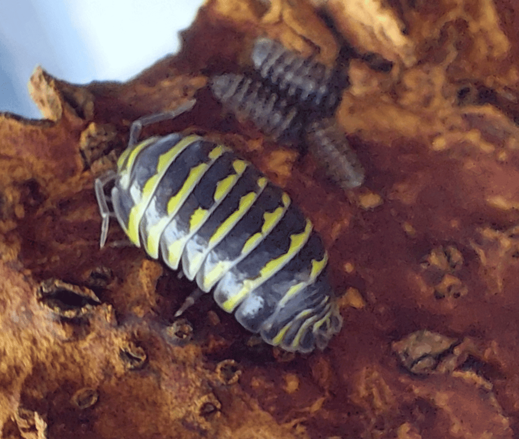 Armadillidium maculatum Zebra 'Yellow'