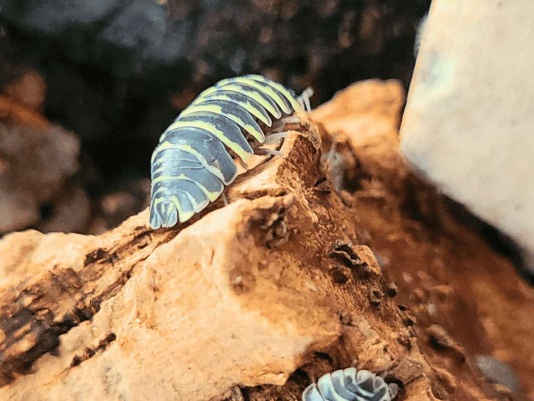 Armadillidium maculatum Zebra 'Yellow'