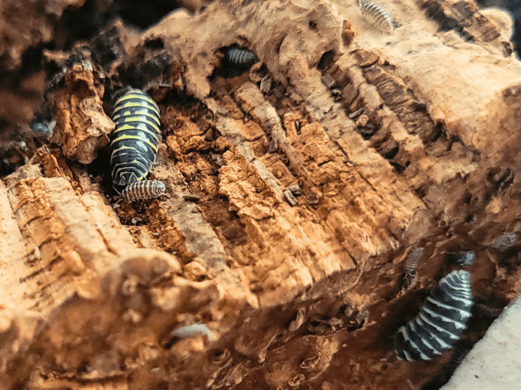 Armadillidium maculatum Zebra 'Yellow'