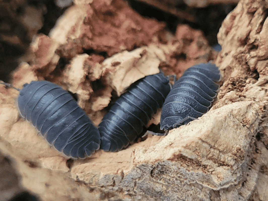 Armadillidium pallasii