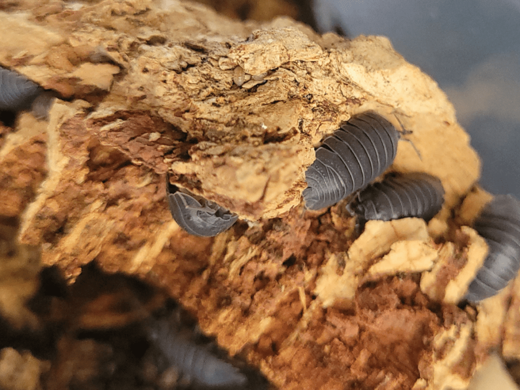 Armadillidium pallasii