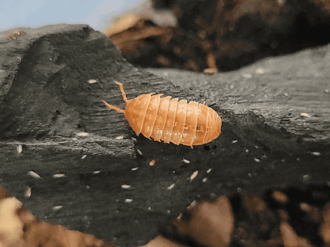 Armadillidium vulgare 'Orange Vigor'