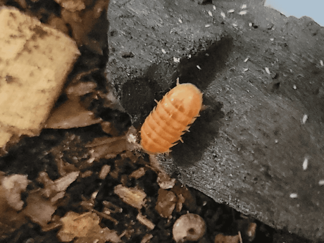 Armadillidium vulgare 'Orange Vigor'