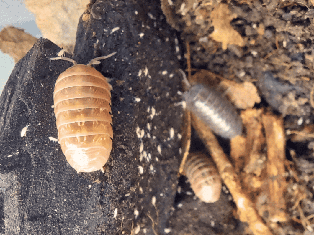 Armadillidium vulgare 'St. Lucia'