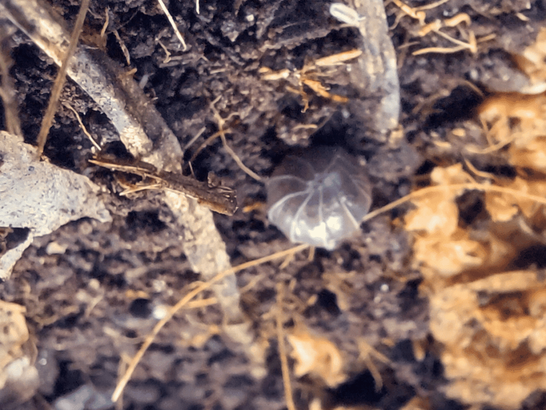 Armadillidium vulgare 'St. Lucia'