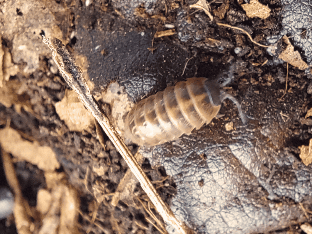 Armadillidium vulgare 'St. Lucia'