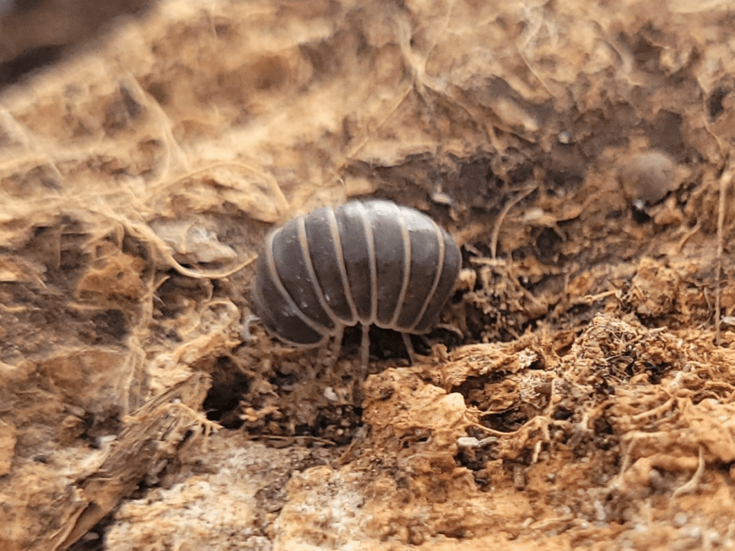 Armadillo officinalis 'Greece'