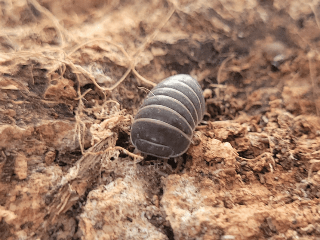 Armadillo officinalis 'Greece'