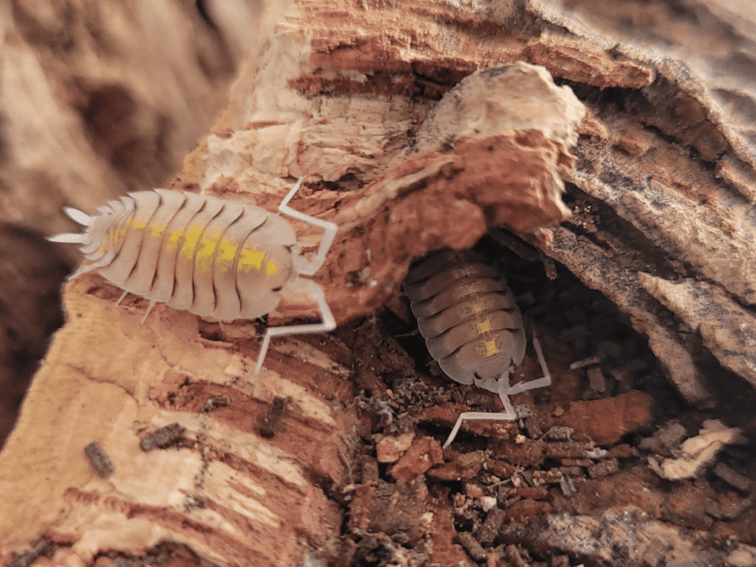 Porcellio-bolivari-Yellow-Ghost