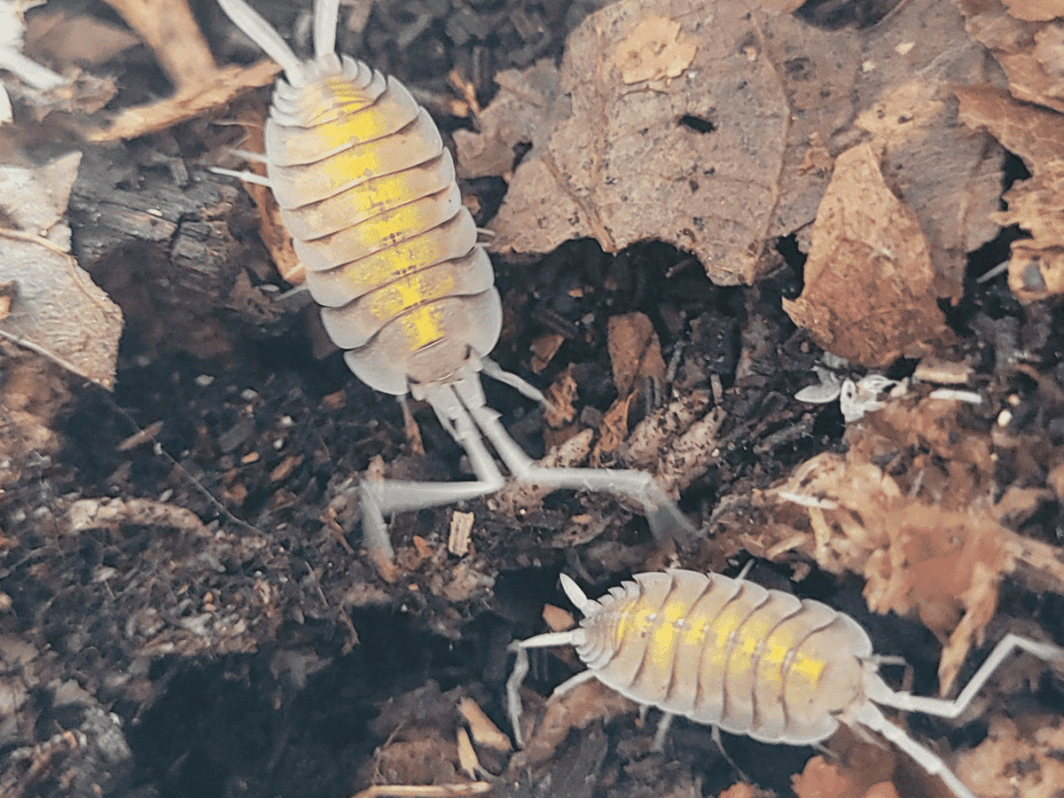 Porcellio-bolivari-Yellow-Ghost