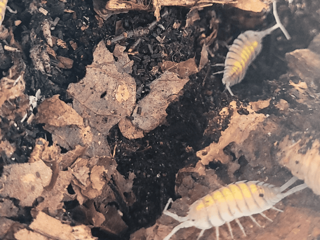 Porcellio-bolivari-Yellow-Ghost