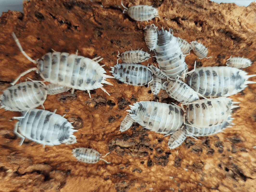 Porcellio laevis 'Dairy Cow'