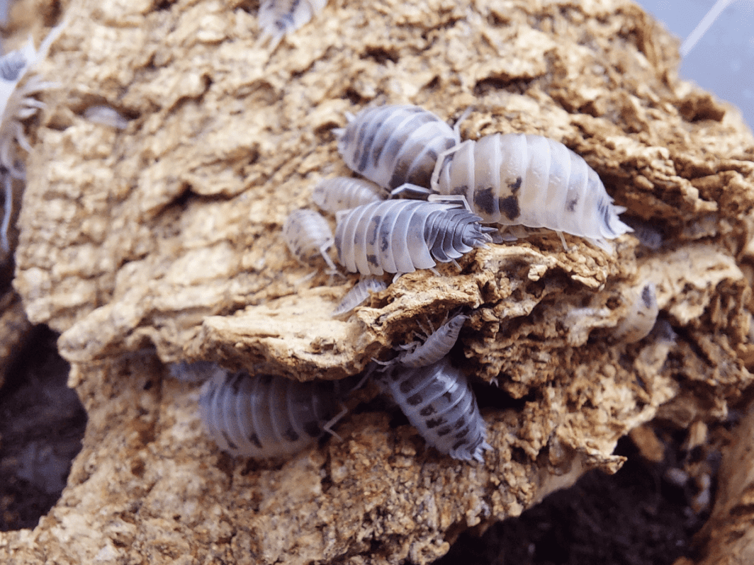 Porcellio laevis 'Dairy Cow'