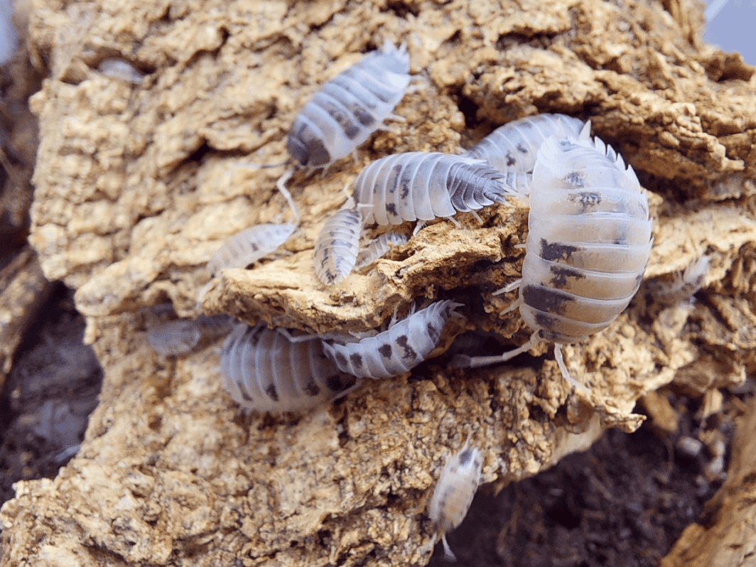 Porcellio laevis 'Dairy Cow'